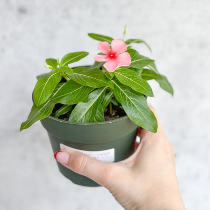  Annual Periwinkle - Upright Flowering Vinca Mix
