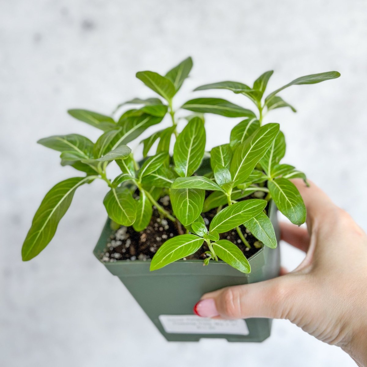 Annual Periwinkle - Upright Flowering Vinca Mix