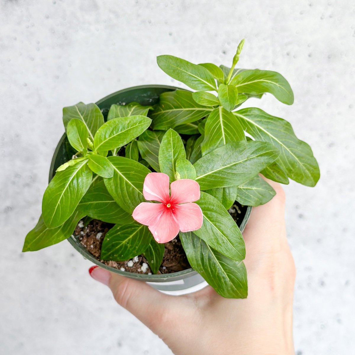  Annual Periwinkle - Upright Flowering Vinca Mix