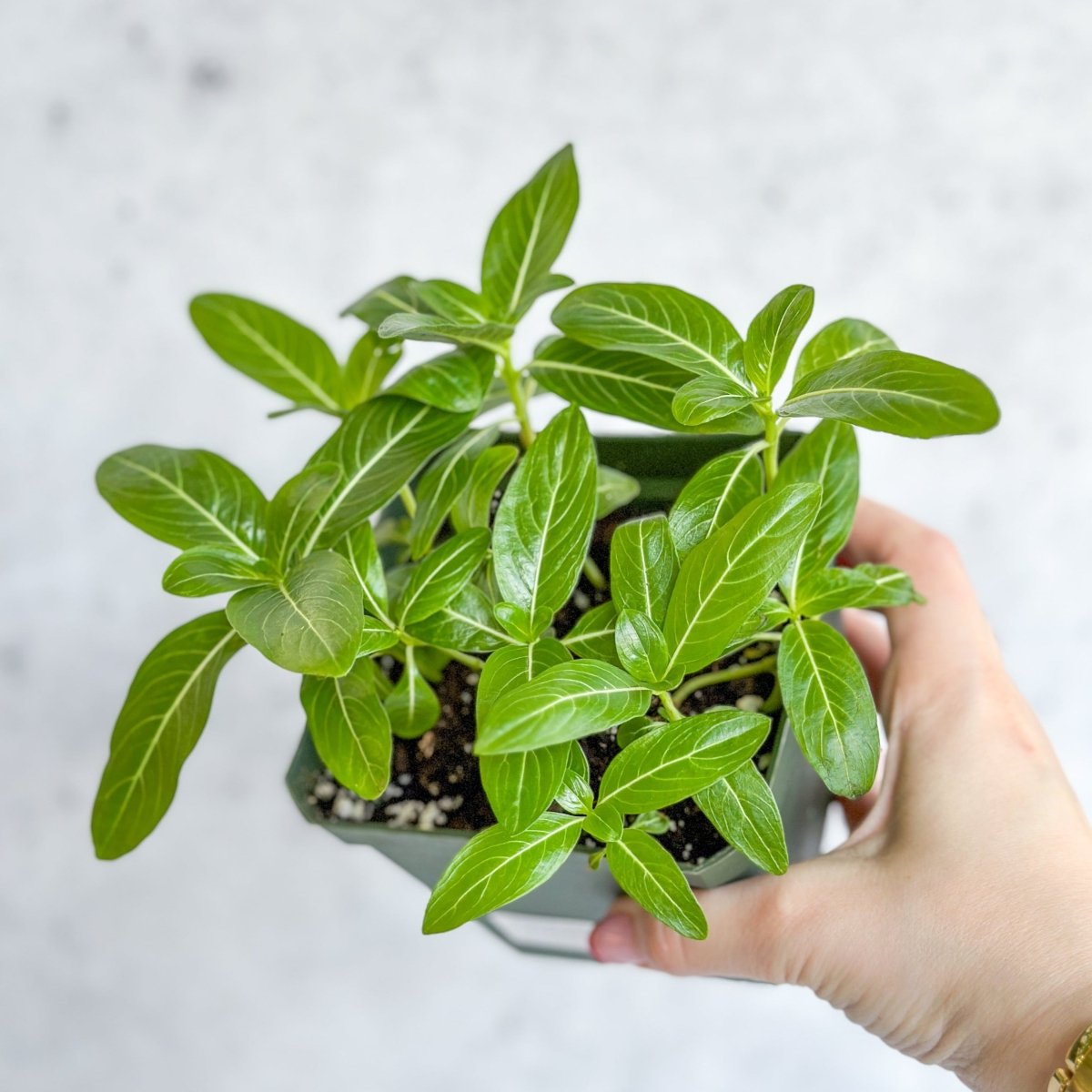  Annual Periwinkle - Upright Flowering Vinca Mix