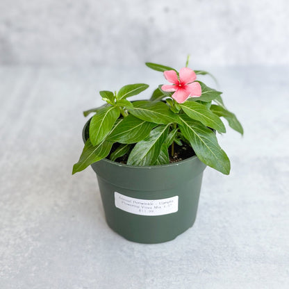  Annual Periwinkle - Upright Flowering Vinca Mix