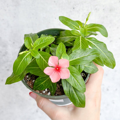  Annual Periwinkle - Upright Flowering Vinca Mix