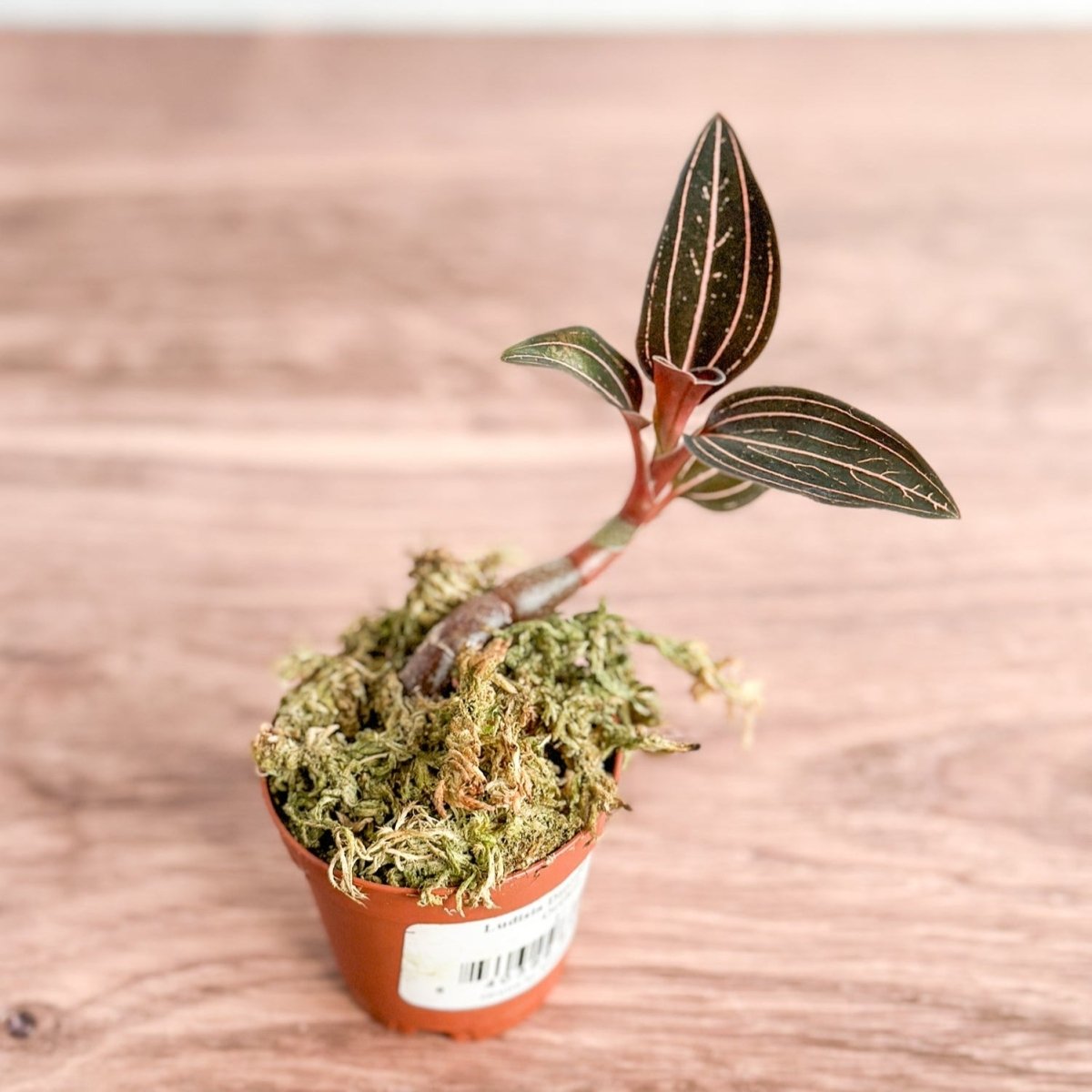  Anoectochilus Roxburghii - ‘Jewel Orchid’