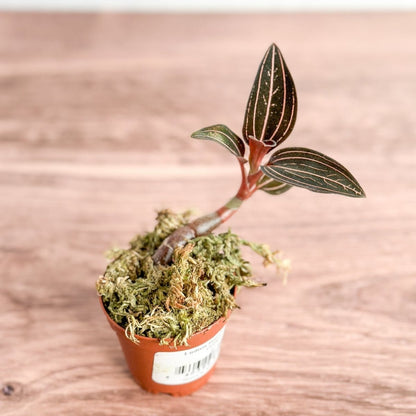  Anoectochilus Roxburghii - ‘Jewel Orchid’