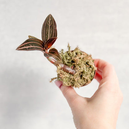  Anoectochilus Roxburghii - ‘Jewel Orchid’