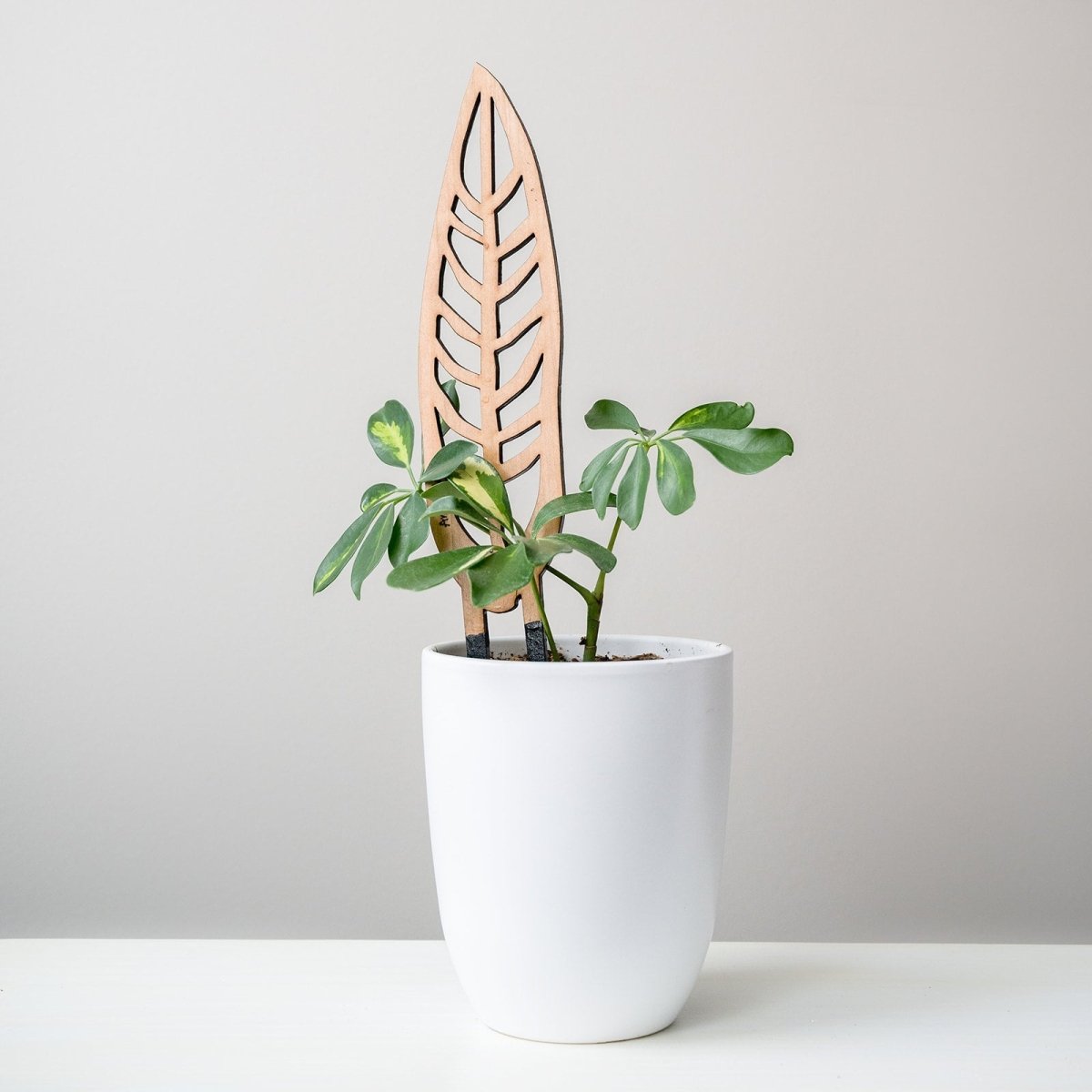  Anthrulla - Anthurium Inspired Plant Trellis
