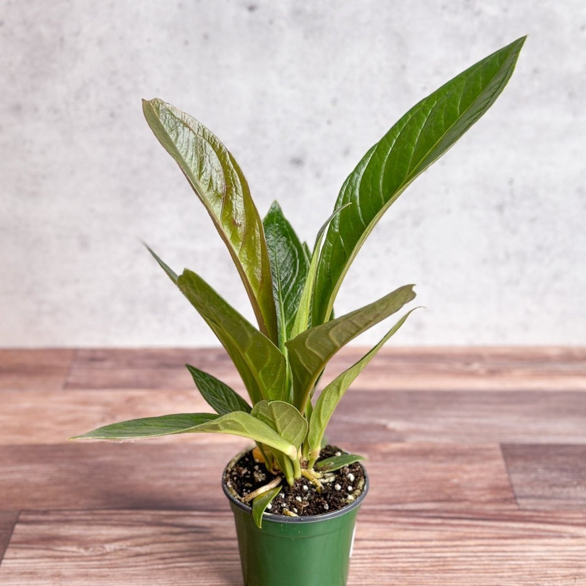  Anthurium Bonplandii Ssp. Guayanum 'Cobra"
