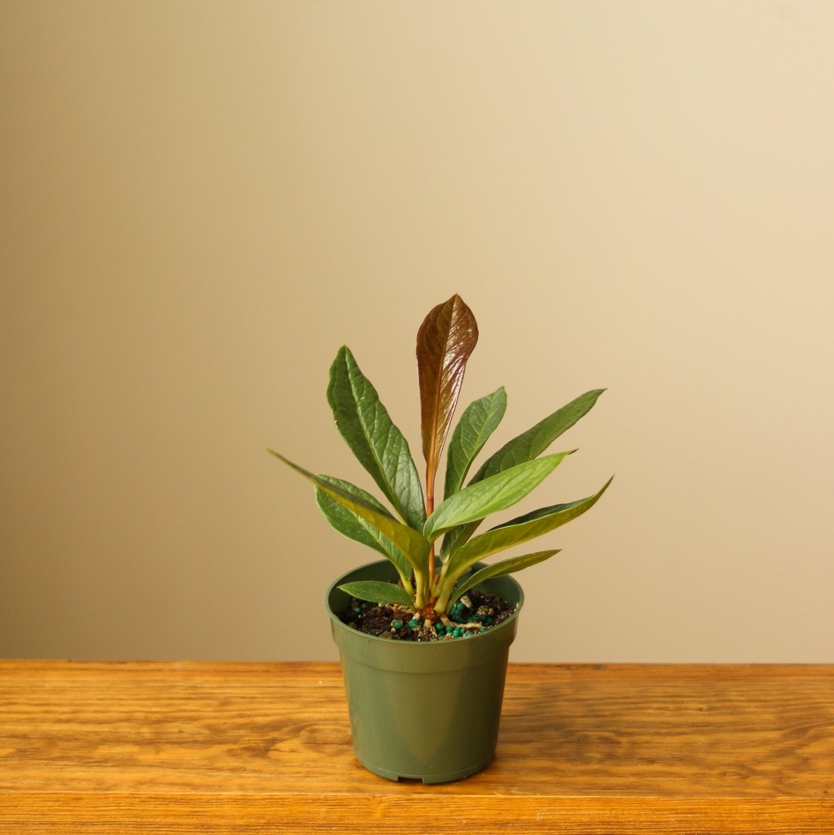 Anthurium Bonplandii Ssp. Guayanum 'Cobra"