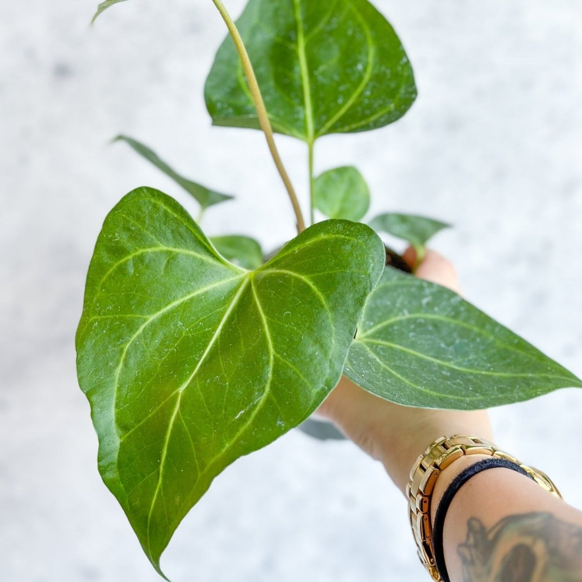  Anthurium Clarinervium X Pedatoradiatum - Velvet Cardboard Anthurium - 4.5 Inch