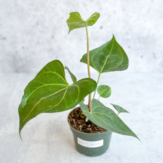  Anthurium Clarinervium X Pedatoradiatum - Velvet Cardboard Anthurium - 4.5 Inch