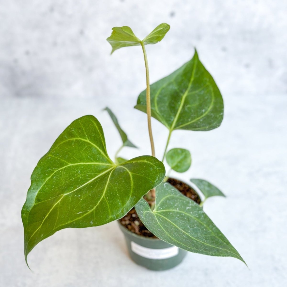  Anthurium Clarinervium X Pedatoradiatum - Velvet Cardboard Anthurium - 4.5 Inch