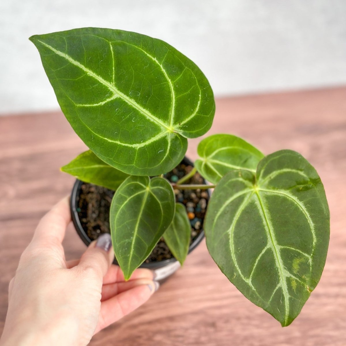  Anthurium Magnificum - Magnificent Anthurium - 4 Inch