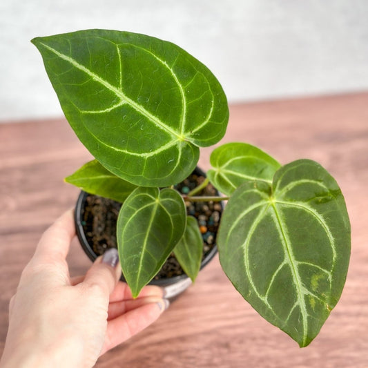  Anthurium Magnificum - Magnificent Anthurium - 4 Inch