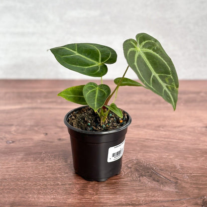 Anthurium Magnificum - Magnificent Anthurium - 4 Inch