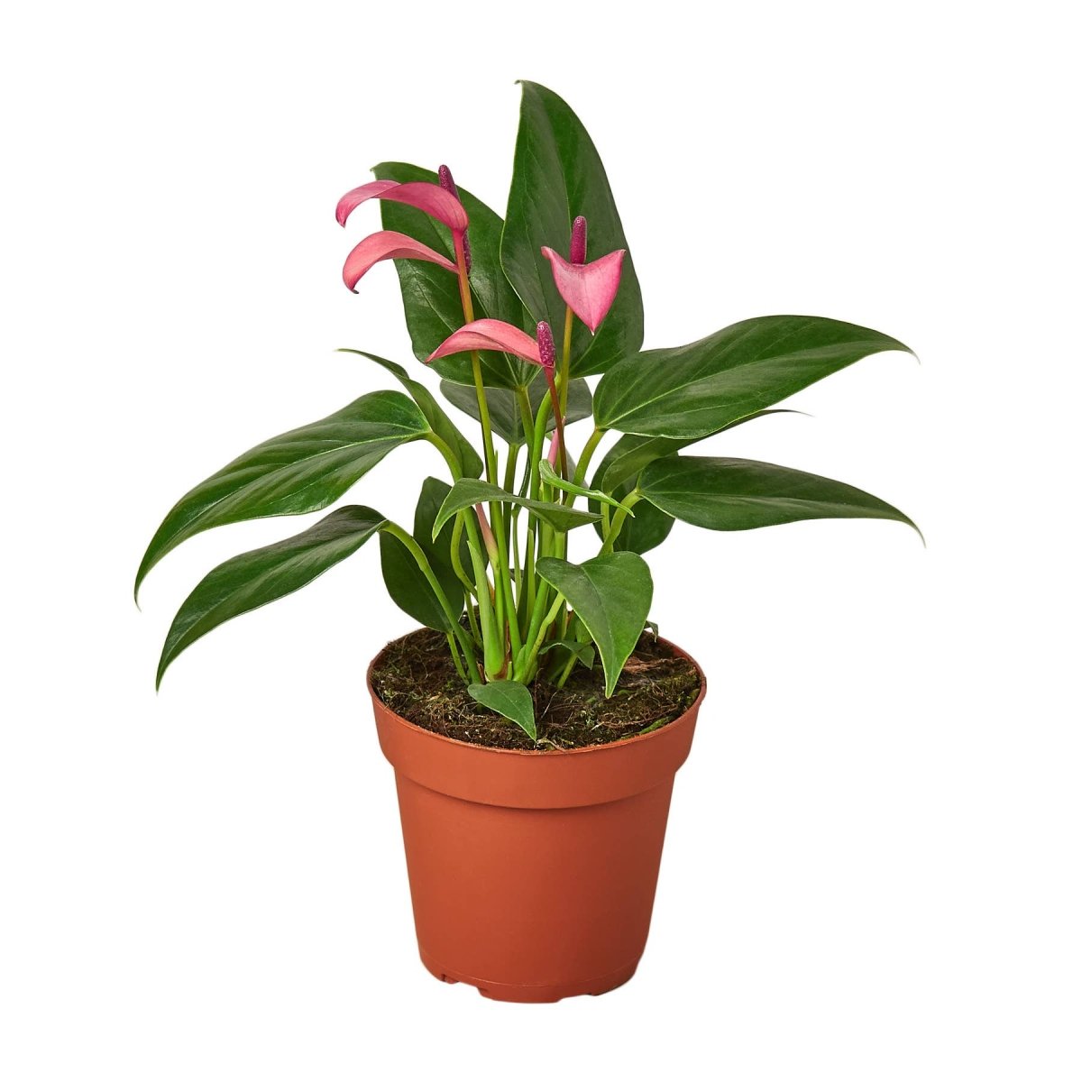  Anthurium Purple – 4" Live Plant | Vibrant Indoor Blooms