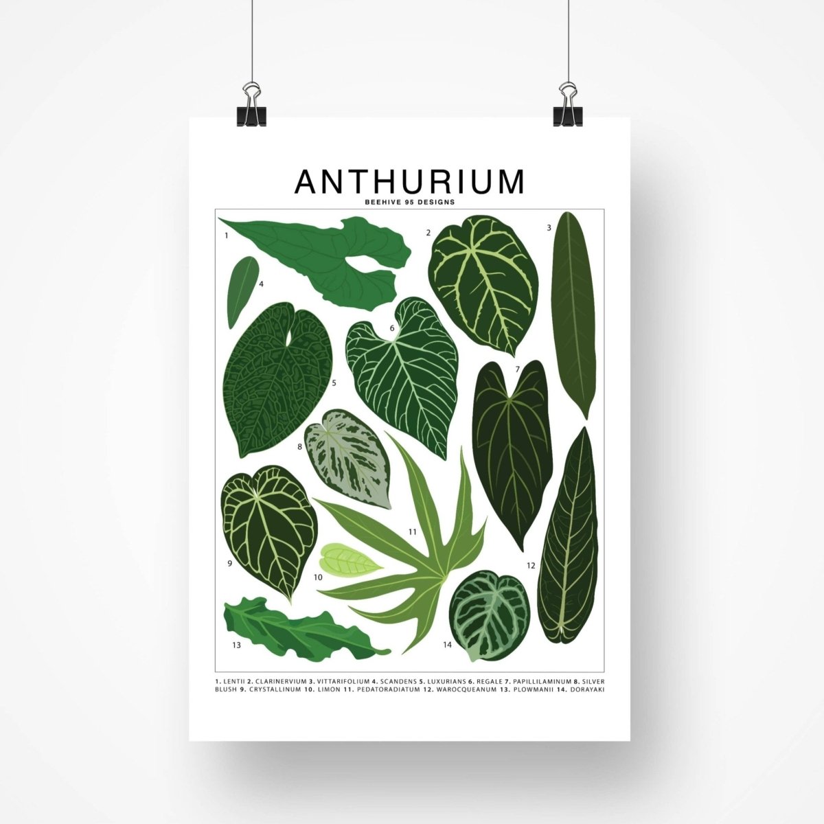  Anthurium Species ID Chart - Botanical Houseplant Art Print