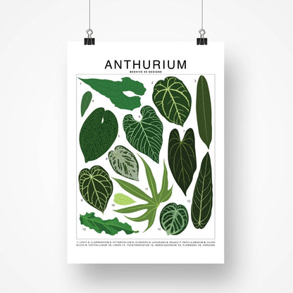  Anthurium Species ID Chart - Botanical Houseplant Art Print