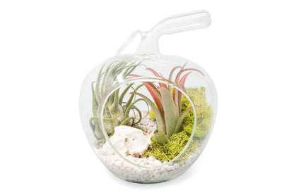  Apple Terrarium With Pebble Kit And Tillandsia Air Plants