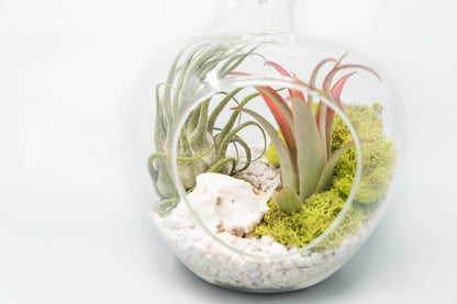  Apple Terrarium With Pebble Kit And Tillandsia Air Plants