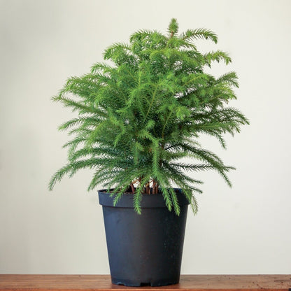  Araucaria Heterophylla Norfolk Island Pine - Floor Plant