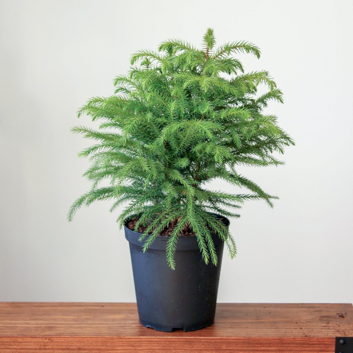  Araucaria Heterophylla Norfolk Island Pine Indoor Tropical Plant