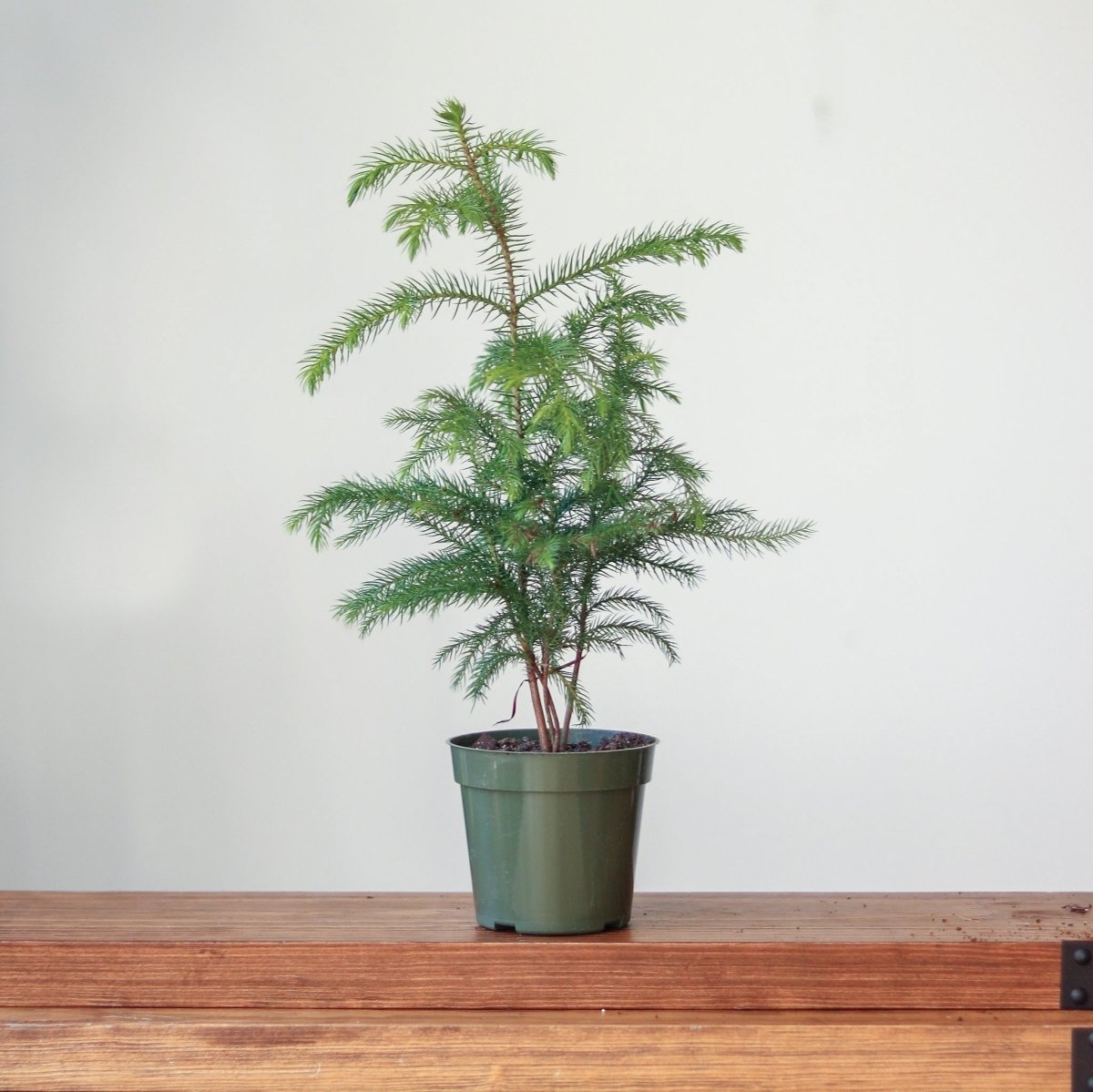 Araucaria Heterophylla Norfolk Island Pine Indoor Tropical Plant