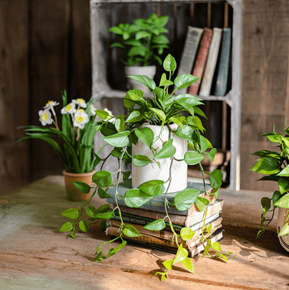  Artificial Devil's Ivy Plant In White Pot