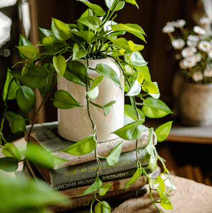  Artificial Devil's Ivy Plant In White Pot