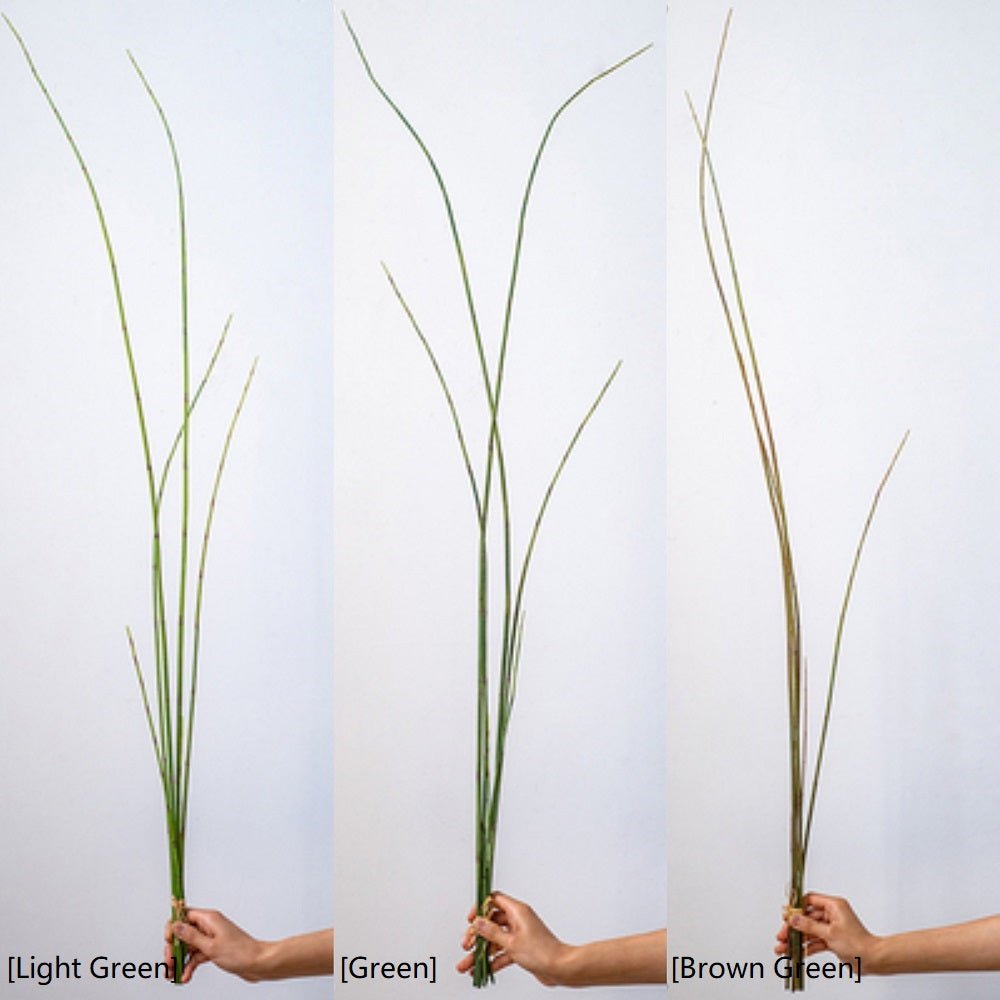  Artificial Faux Rough Horsetail Plant Long Stem 54" Tall