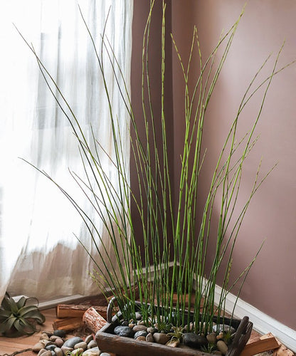  Artificial Faux Rough Horsetail Plant Long Stem 54" Tall