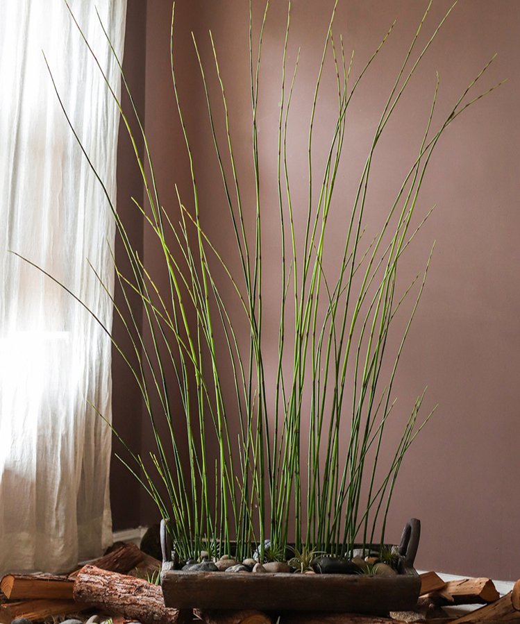  Artificial Faux Rough Horsetail Plant Long Stem 54" Tall