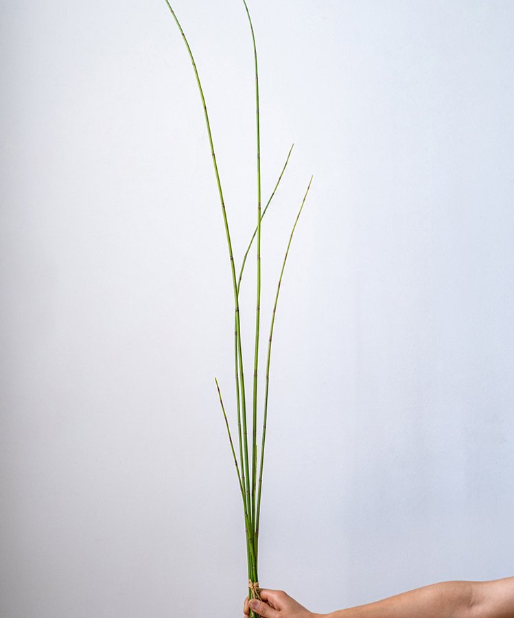  Artificial Faux Rough Horsetail Plant Long Stem 54" Tall