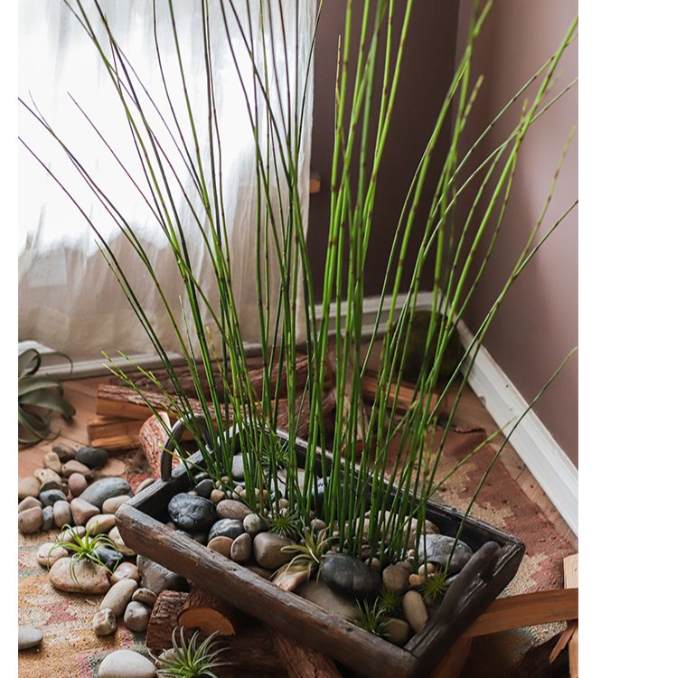 Artificial Faux Rough Horsetail Plant Long Stem 54" Tall