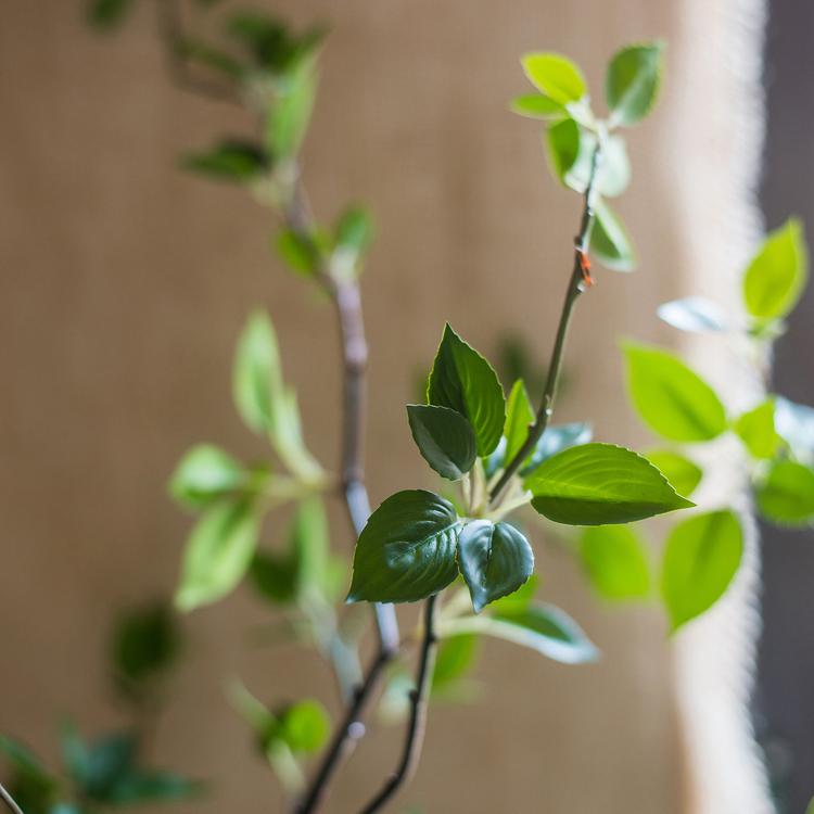  Green Leaf Faux Tree In Pot – 5′ & 6′ Handmade Silk Plant