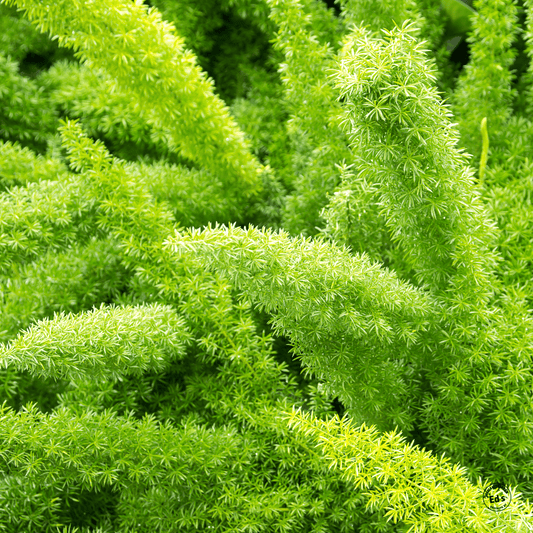  Asparagus Meyerii Fern - Foxtail Fern
