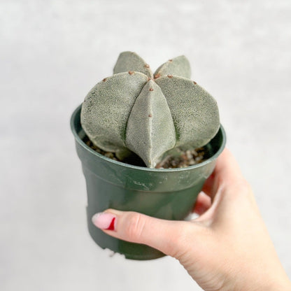  Astrophytum Retusa - Star Cactus