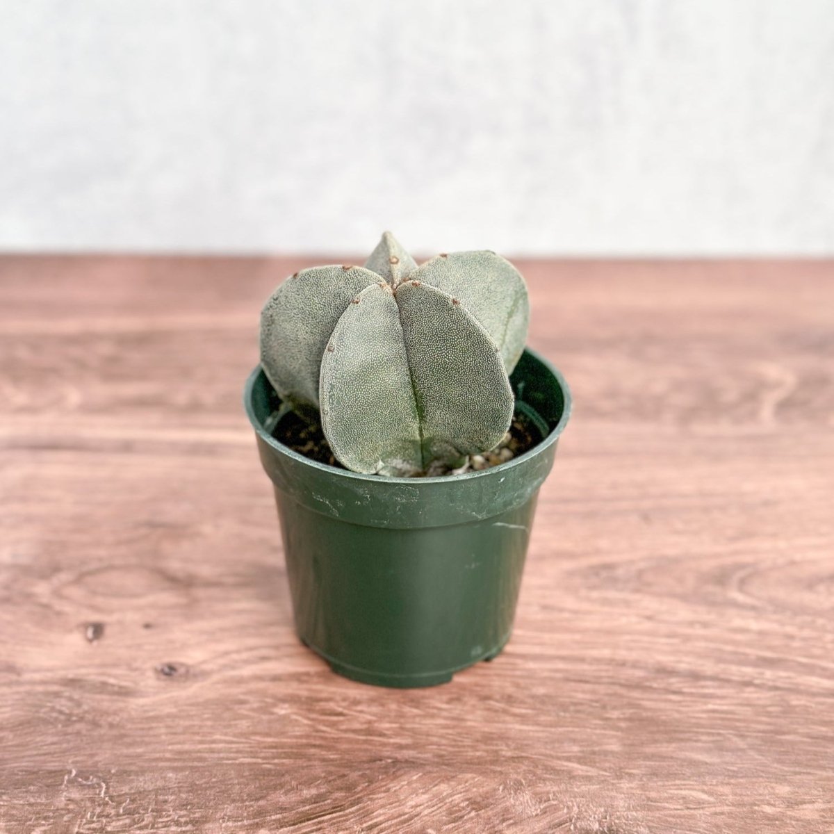  Astrophytum Retusa - Star Cactus