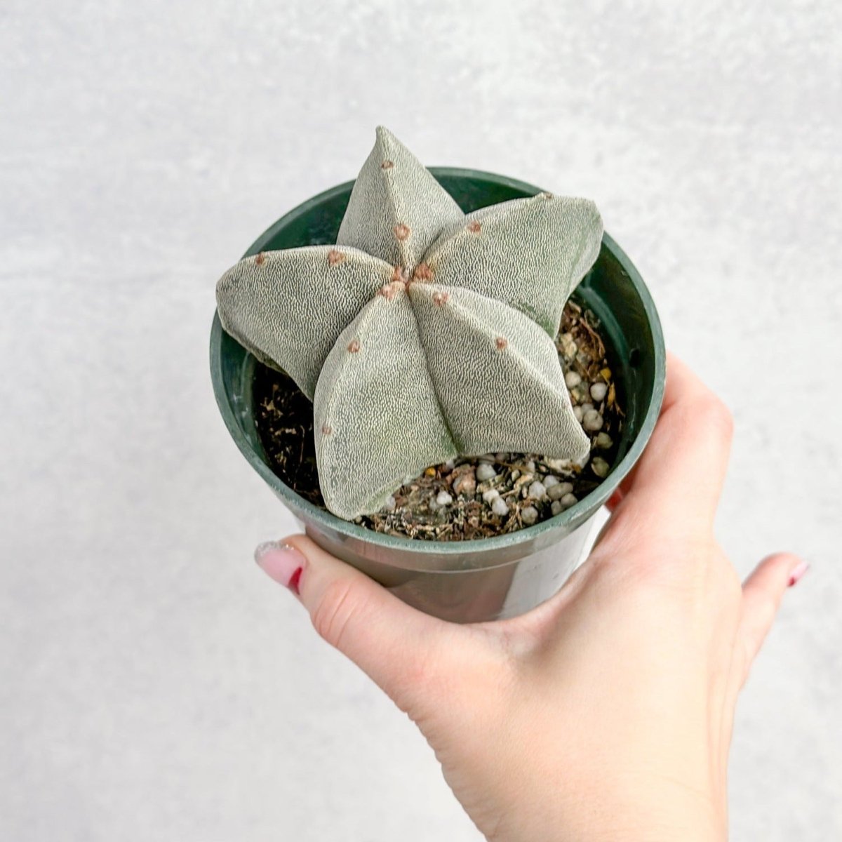  Astrophytum Retusa - Star Cactus