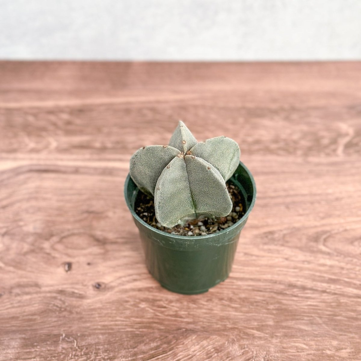  Astrophytum Retusa - Star Cactus