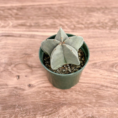  Astrophytum Retusa - Star Cactus