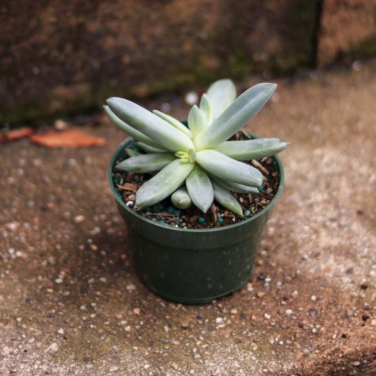  Baby Cacti/Succulents - 5 Inch