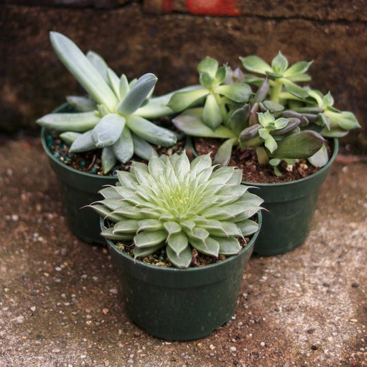  Baby Cacti/Succulents - 5 Inch