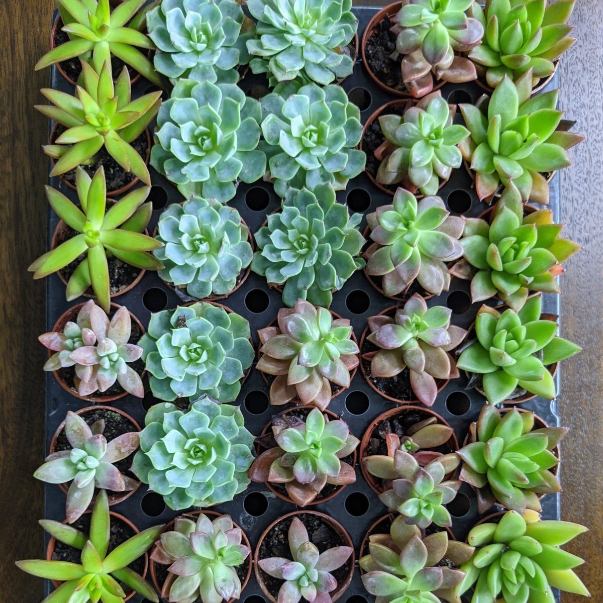  Baby Cacti/Succulents - 5 Inch