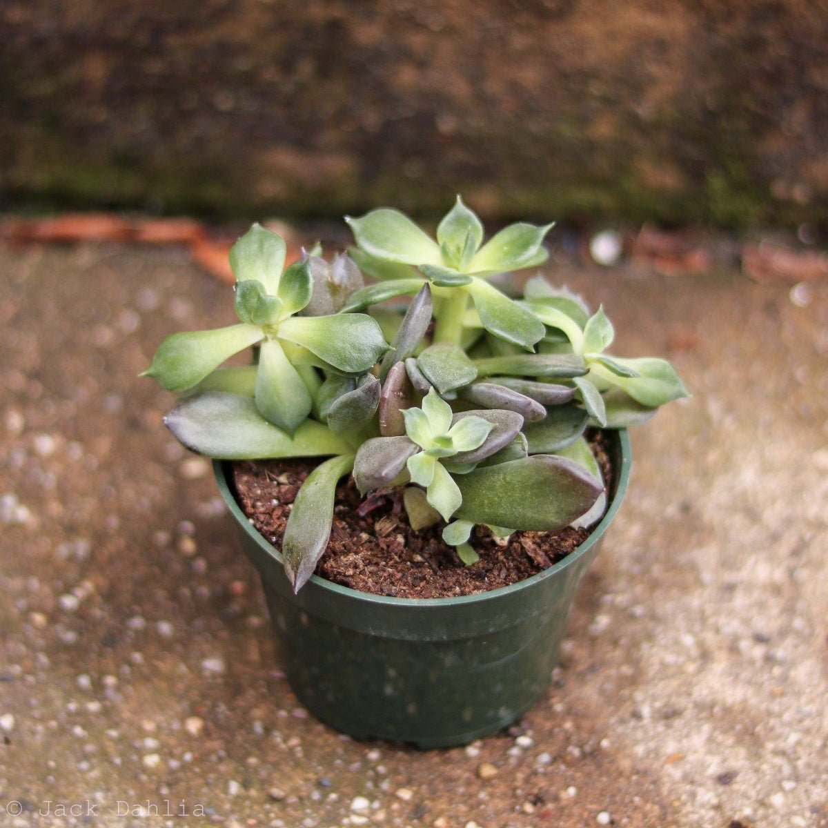  Baby Cacti/Succulents - 5 Inch