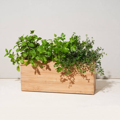  Bamboo Smart Hydroplanter