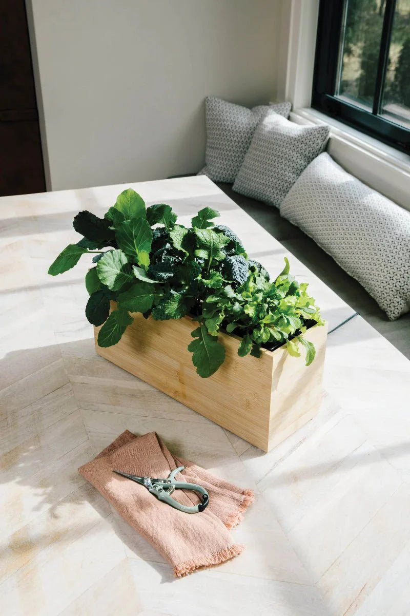  Bamboo Smart Hydroplanter