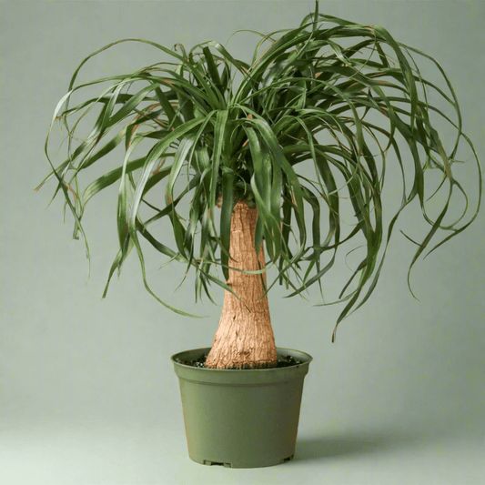  Beaucarnea Recurvata 'Ponytail Palm'