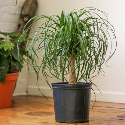  Beaucarnea Recurvata 'Ponytail Palm' Floor Plant