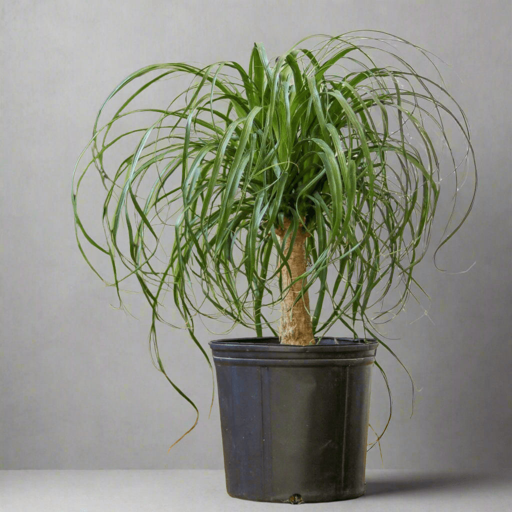  Beaucarnea Recurvata 'Ponytail Palm' Floor Plant