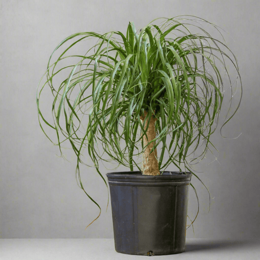  Beaucarnea Recurvata 'Ponytail Palm' Floor Plant